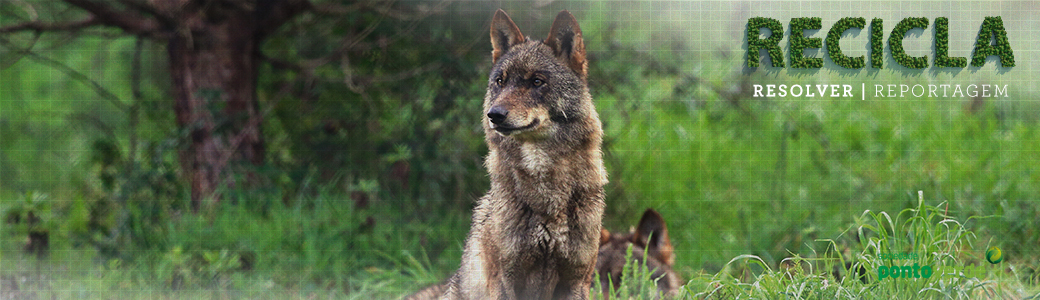 A hora do lobo-ibérico