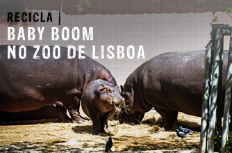 Baby Boom no ZOO de Lisboa