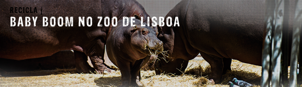 Baby Boom no ZOO de Lisboa