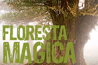 Floresta Mágica 