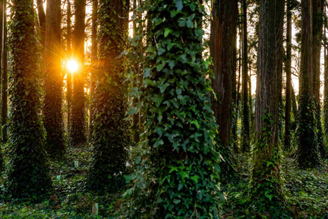Sem planos para o fim de semana? Visite Sintra de forma sustentável