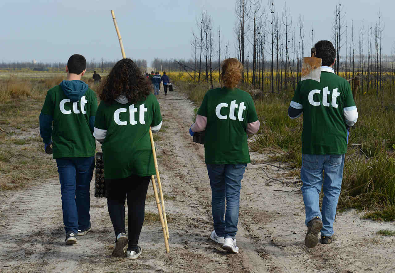 Ctt e Quercus plantam árvores