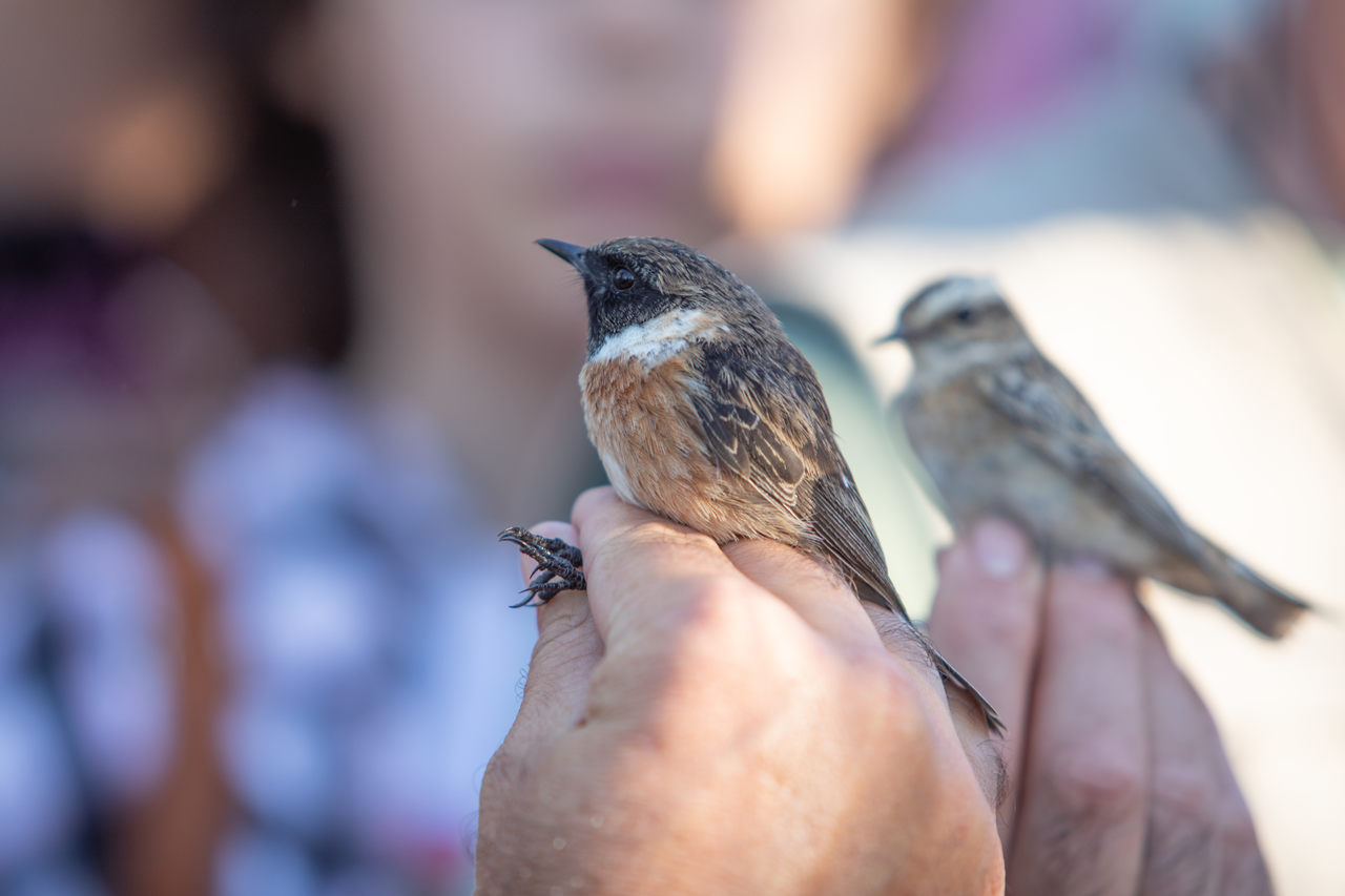 Festival de Observação de Aves & Atividades de Natureza